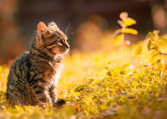 Yksinäinen kissa istuskelee niityllä.