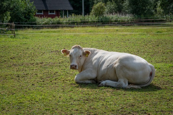 Lehmä makaa laitumella.