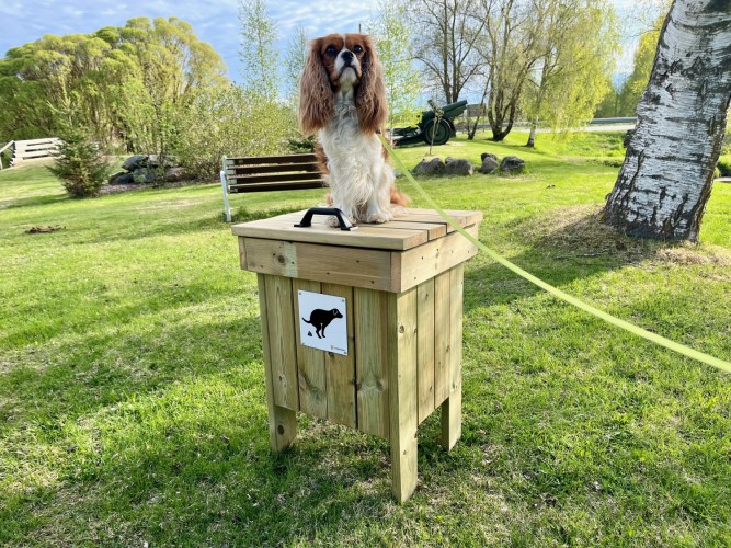 Koira, cavalier king charlesinspanieli, istuu koirankakkalaatikolla. Ympäristö on väriltään kirkas alkukesän vihreä.