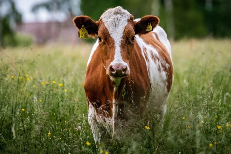 En ko på en gräsäng. Kon ser rakt in i kameran.
