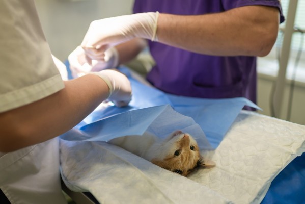 En sövd katt undersöks av en veterinär.