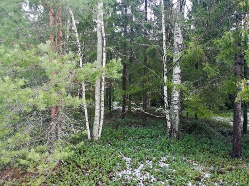 Ogallrad skog.