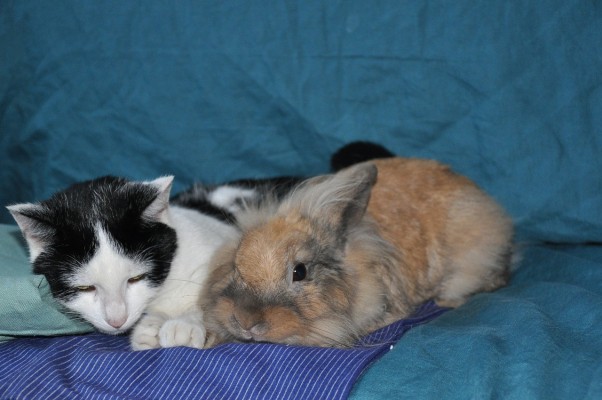 En svart- och vitfärgad katt och en lurvig kaning ligger på en soffa.