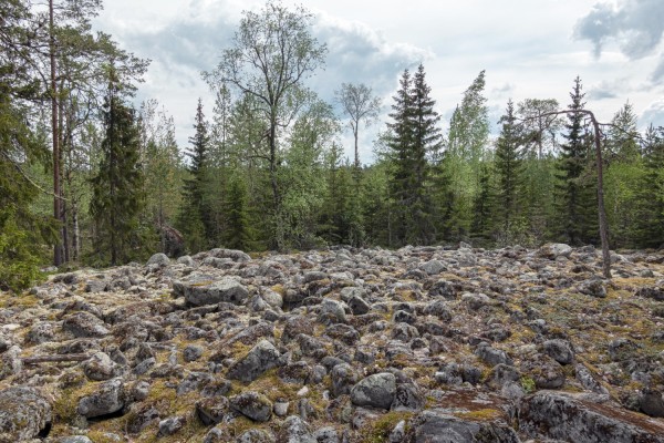 Ett blockfält med många stenar i skogen.