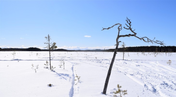 En vintrig bild av en mosse. Enstaka träd.