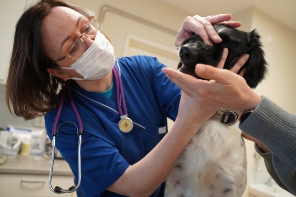 En veterinär undersöker munnen på en hund.